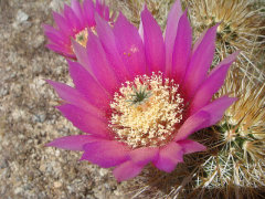 Echinocereus engelmannii Engelmann