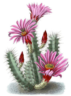 Echinocereus enneacanthus Pitaya