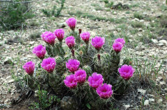 Echinocereus enneacanthus Pitaya