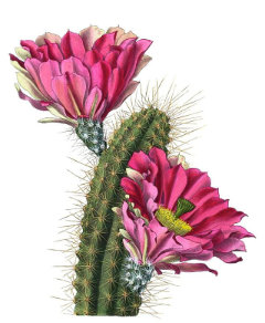 Echinocereus fendleri Fendler