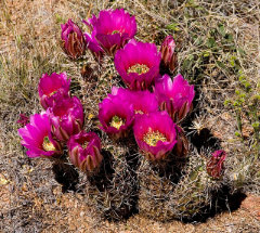 Echinocereus fendleri Fendler