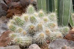 Echinocereus stramineus Strawberry Cactus