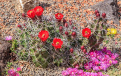 Echinocereus triglochidiatus Kingcup or Claretcup Hedgehog Cactus, Mound Hedgehog Cactus
