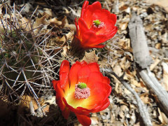 Echinocereus triglochidiatus Kingcup or Claretcup Hedgehog Cactus, Mound Hedgehog Cactus