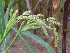 Echinochloa crus-galli Barnyard Millet, Barnyardgrass,