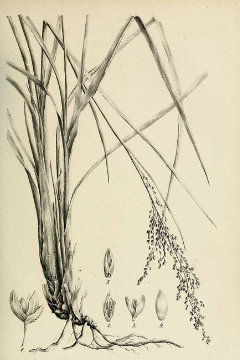Echinochloa muricata Rough Barnyard Grass