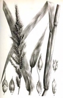 Echinochloa polystachya Aleman Grass. German grass