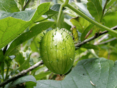 Echinocystis lobata Wild Cucumber