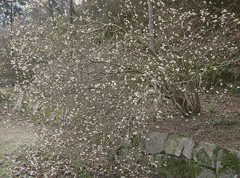 Edgeworthia chrysantha Oriental paperbush