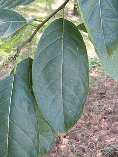 Ehretia acuminata Koda Tree