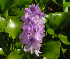 Eichhornia crassipes Water Hyacinth, Common water hyacinth