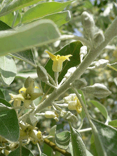 Elaeagnus angustifolia Oleaster, Russian olive