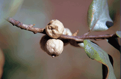 Elaeagnus commutata Silverberry