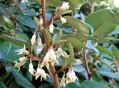 Elaeagnus macrophylla Broad-leaved Oleaster