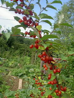 Elaeagnus multiflora Goumi, Cherry silverberry