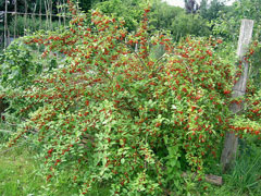 Elaeagnus multiflora Silverberry Goumi Berry Seeds Light Chinese Rare Fruits 
