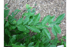 Elaeagnus parvifolia Autumn olive