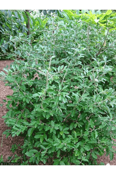 Elaeagnus parvifolia Autumn olive
