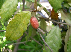 Elaeagnus pungens Elaeagnus, Thorny olive, Thorny Elaeagnus, Oleaster, Silverberry,  Silverthorn, Pungent  Elaeagnus