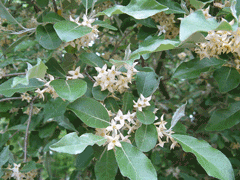 Elaeagnus umbellata Autumn Olive