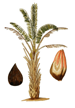 Elaeis guineensis African Oil Palm