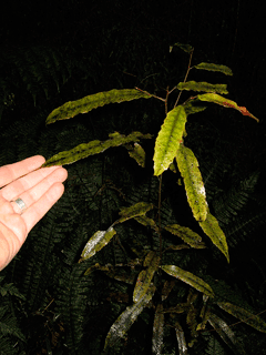 Elaeocarpus dentatus 