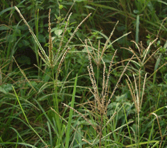 Eleusine indica Wire Grass, Indian goosegrass, Yard Grass, Goose Grass
