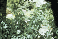 Eleutherococcus sieboldianus Ukogi, Five Leafed Aralia