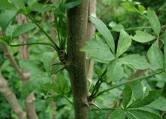Eleutherococcus sieboldianus Ukogi, Five Leafed Aralia