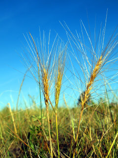 Elymus elymoides Bottlebrush Squirreltail Elymus elymoides Bottlebrush Squirreltail