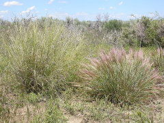 Elymus elymoides Bottlebrush Squirreltail Elymus elymoides Bottlebrush Squirreltail