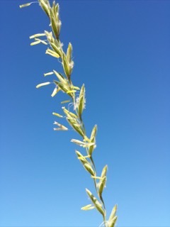 Elymus hispidus Wild triga, Pubescent wheatgrass,