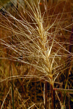 Elymus multisetus Big Squirreltail Elymus multisetus Big Squirreltail