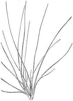 Elymus multisetus Big Squirreltail Elymus multisetus Big Squirreltail