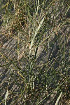 Elytrigia juncea Sand Couch