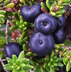 empetrum nigrum Crowberry,  Black crowberry,  Black Crowberry
