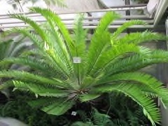 Encephalartos spp. Bread trees, Bread palms, Kaffir bread