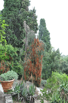 Ephedra altissima High-climbing jointfir
