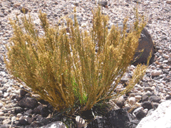 Ephedra americana andina 