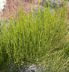 Ephedra viridis Mormon Tea, Brigham Tea, Long Leaf Ephedra, Mountain Joint Fir, Mormon Tea, Ephedra