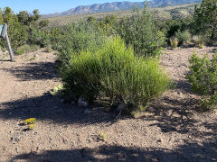 Ephedra aspera Southwestern Ephedra Ephedra aspera Southwestern Ephedra