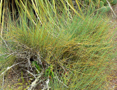 Ephedra californica California Ephedra