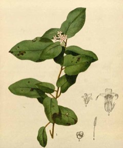 Epigaea repens Mayflower, Trailing arbutus, Ground Laurel