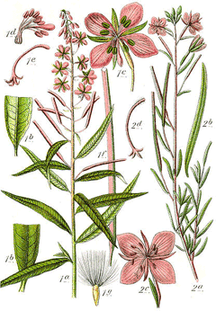 Epilobium angustifolium Willow Herb