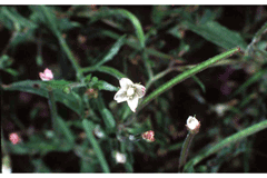 Epilobium coloratum Purpleleaf willowherb