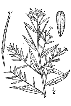 Epilobium coloratum Purpleleaf willowherb