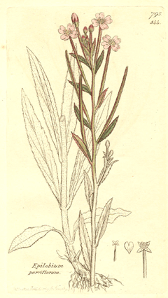 epilobium parviflorum Codlins And Cream, Smallflower hairy willowherb