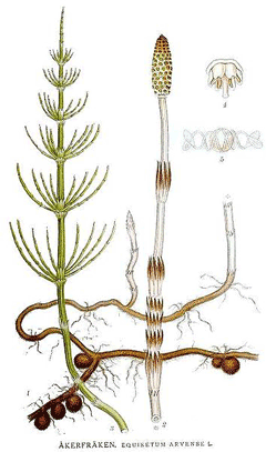 Equisetum arvense Field Horsetail