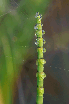 Equisetum fluviatile Swamp Horsetail, Water horsetail