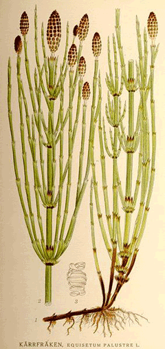 Equisetum palustre Marsh Horsetail